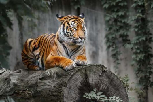 Golden Triangle with Ranthambore
