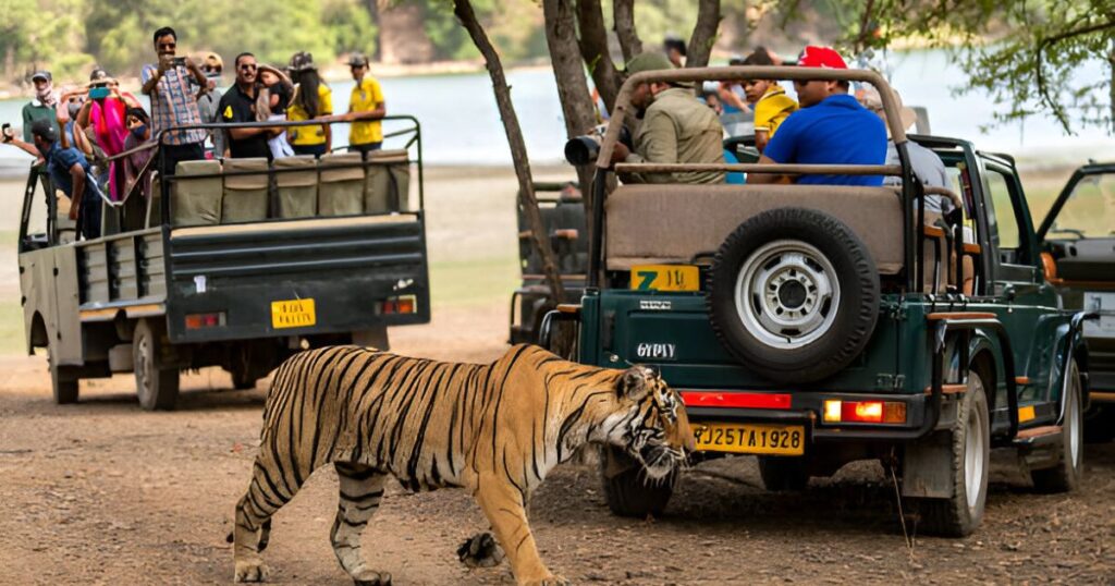 Tiger Safari – Top 15 Best Places to Visit in India Tiger safari experience in India, showcasing wildlife adventure included in the Top 15 Best Places to Visit in India.